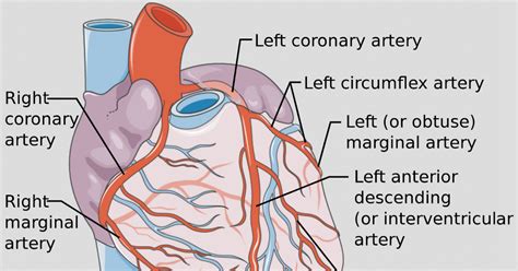 TGH Heart and Vascular Institute Opens First Satellite Clinic for ...