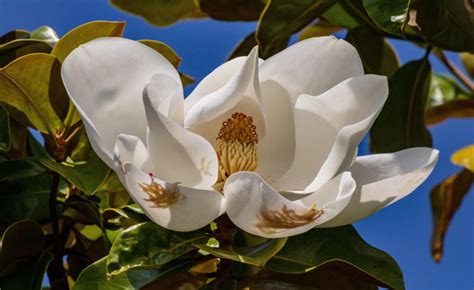 Getting to Know Your Trees: Southern Magnolia - Outdoorosity