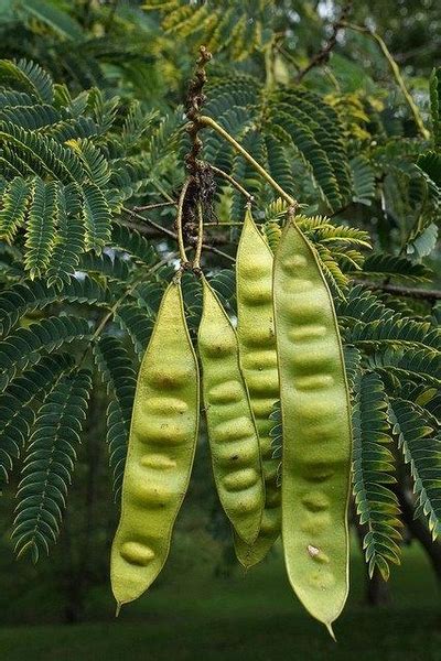 Albizia julibrissin (Mimosa, Persian Silk Tree, Pink Silk Tree, Silk ...