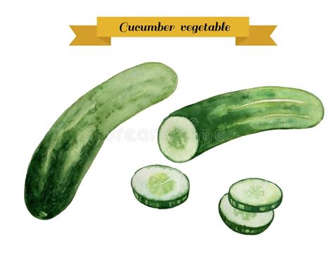 Cucumber Hand Draw Watercolor Vegetable Vector Stock Vector