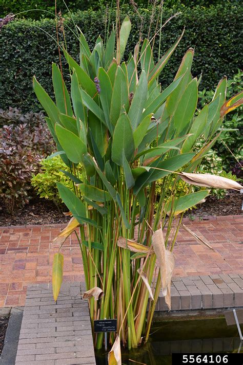 Powdery Alligator Flag Thalia Dealbata Zingiberales Marantaceae