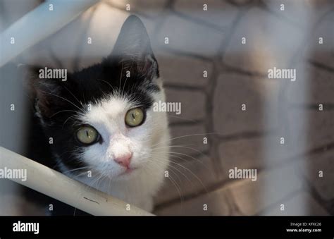 Closeup Of A Face Of Young Black And White Kitten Looking Up In The