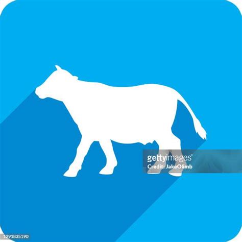 Dairy Cow Silhouette Vector Photos and Premium High Res Pictures ...