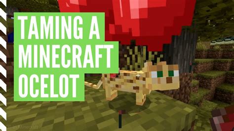 How To Tame An Ocelot In Minecraft Youtube