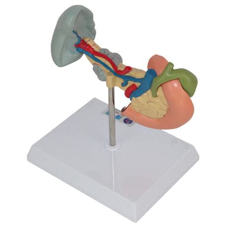 Buy Spleen Pancreaticobiliary Duodenum Pathology Model Pancreas