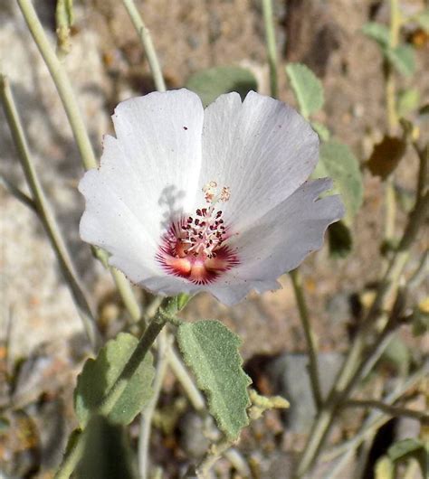 Plantfiles Pictures Hibiscus Species Paleface Rock Hibiscus