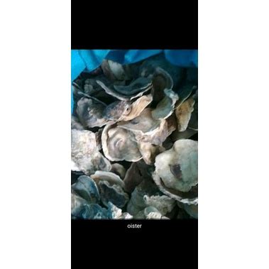 Jual Oyster 1kg Shopee Indonesia