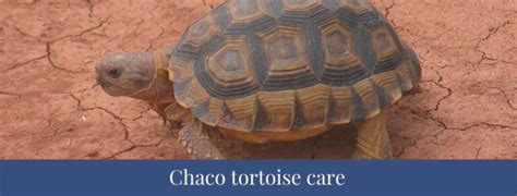 Best 5 Chaco Tortoise Facts Size Hibernation Diet Zoological World