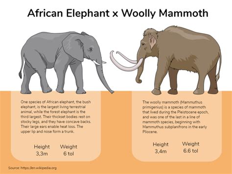 Elephant vs Mammoth - Infographic templates