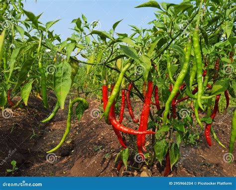 A Field Of Green And Red Peppers Growing In The Dirt Stock Photo