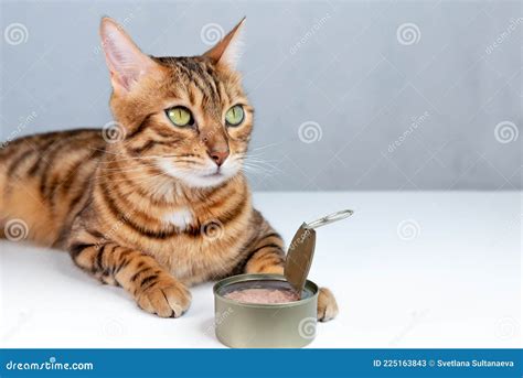 Feeding Your Bengal Cat with Wet Canned Food Stock Image - Image of ...