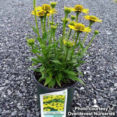 Echinacea KISMET Yellow TERRA NOVA Nurseries Inc