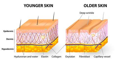 Deri Anatomisi Vekt Rler Deri Anatomisi Vekt R Izimler Vekt Rel