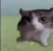 Cat Army Meme - Cat Army Soldier cat - Discover & Share GIFs