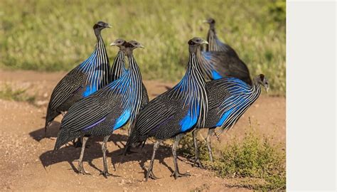 Birding In Kenya Best Time Birding Trips And Birdwatching Tours