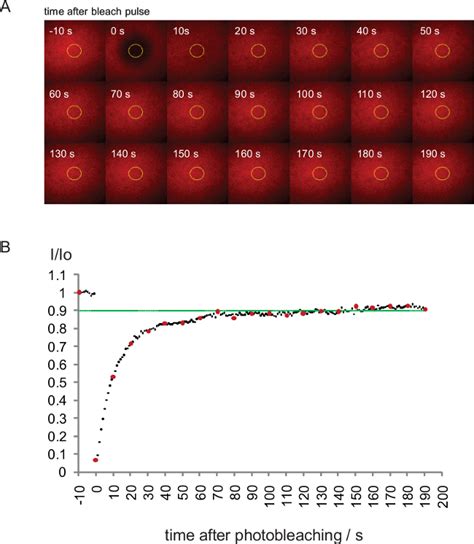 Fluorescence Recovery After Photobleaching Frap Analysis To Determine