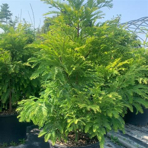 Metasequoia Glyptostroboides Chubby From Nvk Nurseries