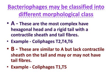 Bacteriophages | PPT