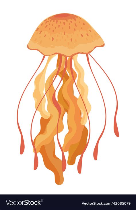 Jellyfish Sea Life Royalty Free Vector Image Vectorstock