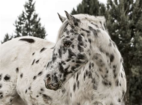 Appaloosa Horses: Breed Profile, Facts and Care - Seriously Equestrian