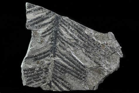 4.6" Fossil Plant (Walchia) & Bivalves - Kinney Quarry, NM (#80464) For Sale - FossilEra.com