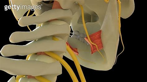 Hyoglossus Muscle anatomy for medical concept 3D rendering 이미지 (1454650576) - 게티이미지뱅크