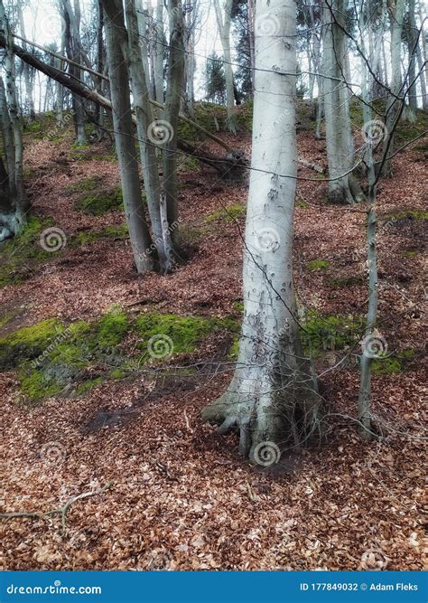 Naked Beech Trees On A Slope In Nature Reserve Stock Photo Image Of Colors Brown 177849032