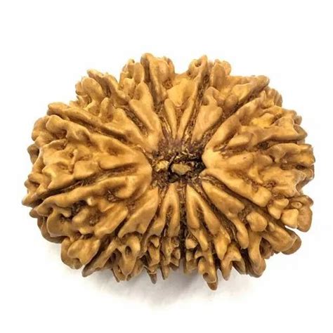 Nepal Round Mukhi Rudraksha Grams Size Extra Large At Rs