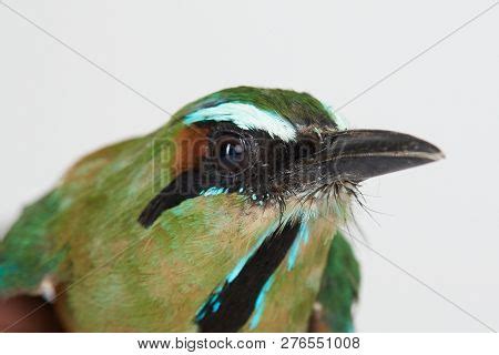 Guardabarranco Image & Photo (Free Trial) | Bigstock