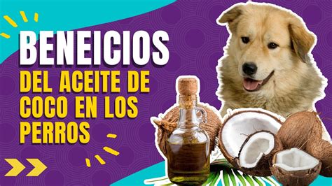 Propiedades Y Usos Del Aceite De Coco En Los Perros YouTube