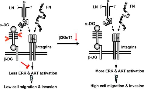 Tumor suppressor function of laminin binding α dystroglycan requires a