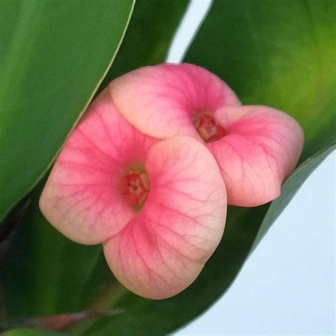 Euphorbia Milii Grandiflora Thai Hybr Approve Uhlig Kakteen M S