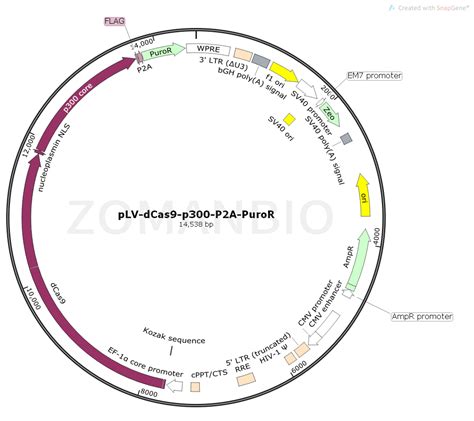 Plv Dcas9 P300 P2a Puror 北京庄盟国际生物基因科技有限公司