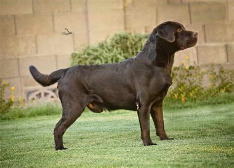 Labrador Retriever Hunting Dogs For Sale