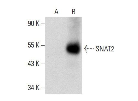 Snat G Scbt Santa Cruz Biotechnology