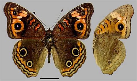 Junonia - Alchetron, The Free Social Encyclopedia