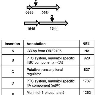 Distribution Of Nebraska Transposon Mutant Library Transposon Insertion