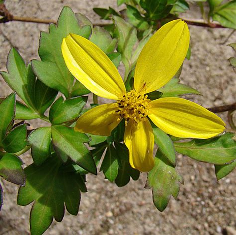 Bidens Ostruthioides Flora Del Bosque Mes Filo De Monta A Y Vegetaci N