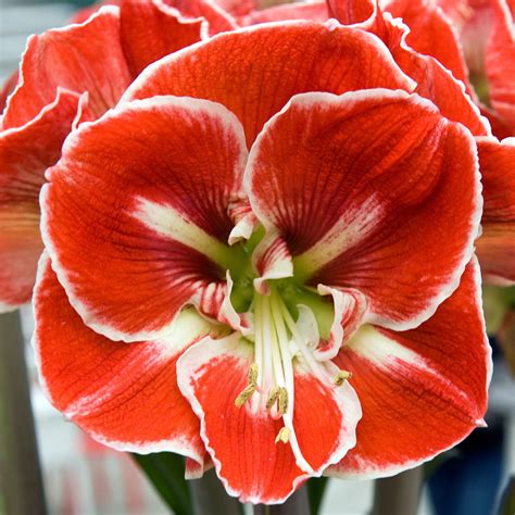 Red Big Bloom Amaryllis Bulbs For Sale Amaryllis Samba Easy To Grow