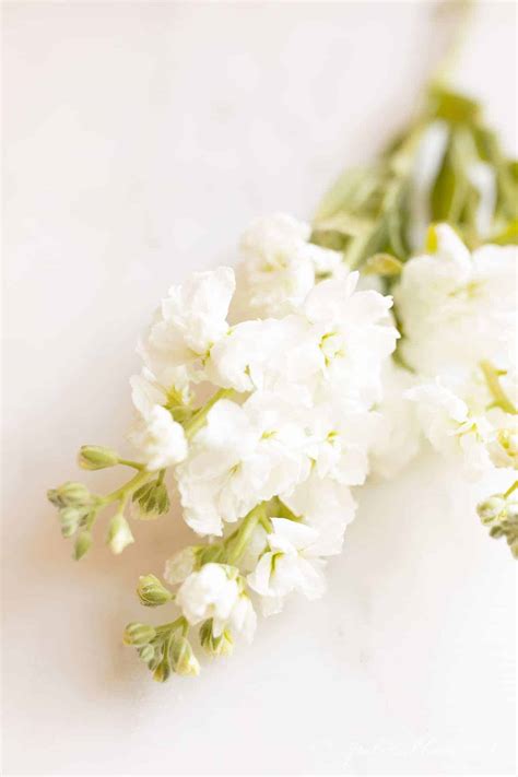 stock of flower 3