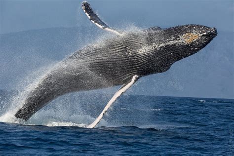 Maui Après midi navigation avec les baleines depuis le port de Ma