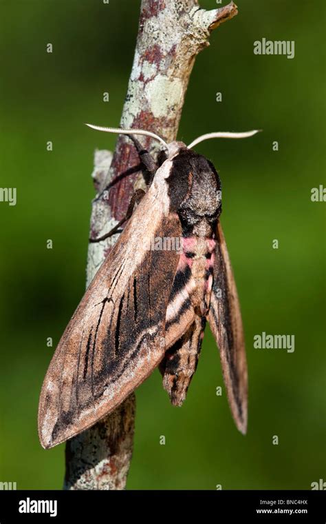 Privet Hawkmoth Hi Res Stock Photography And Images Alamy