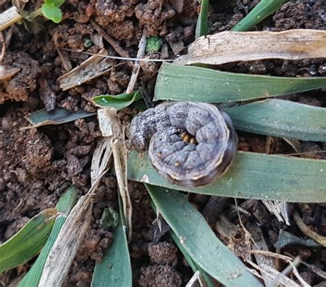 Brown Pasture Looper From Pine Grove VIC 3573 Australia On July 01