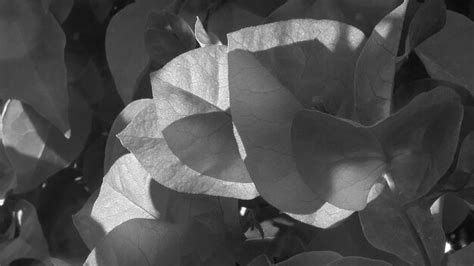 Premium Photo Monochrome View Of Bougainvillea Flowers