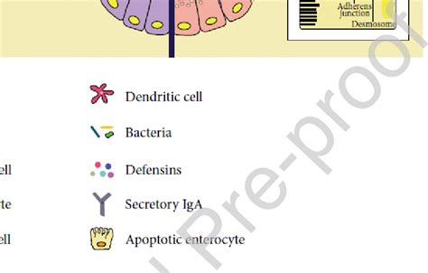 Components Of The Mucosal Barrier In Healthy Gut Left And Download Scientific Diagram