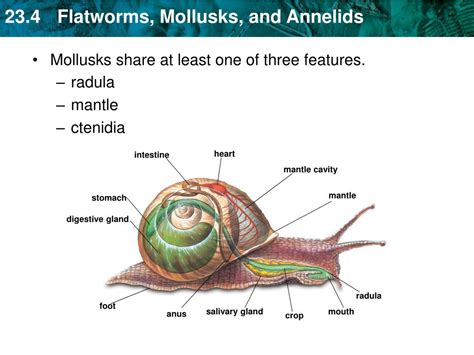 PPT - KEY CONCEPT Flatworms, mollusks, and annelids belong to closely ...