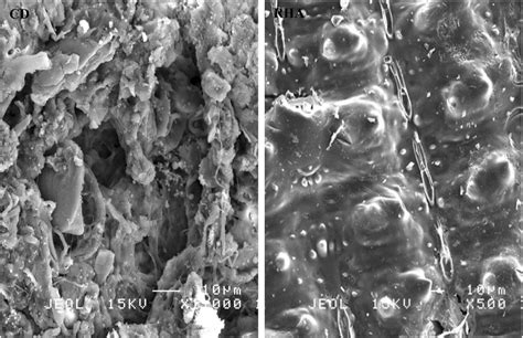 Scanning Electron Micrographs Of A Cow Dung And B Rice Husk Ash