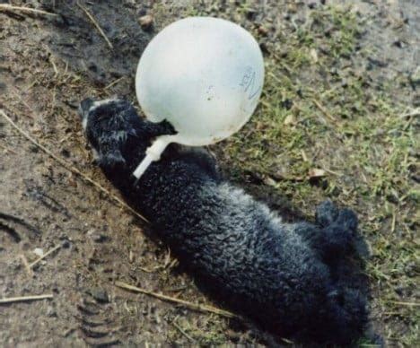 Environmental Impact of Balloon releases | What's Wrong with Balloon ...