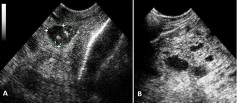 Scielo Brasil Conventional And Doppler Ultrasonography On A Goat