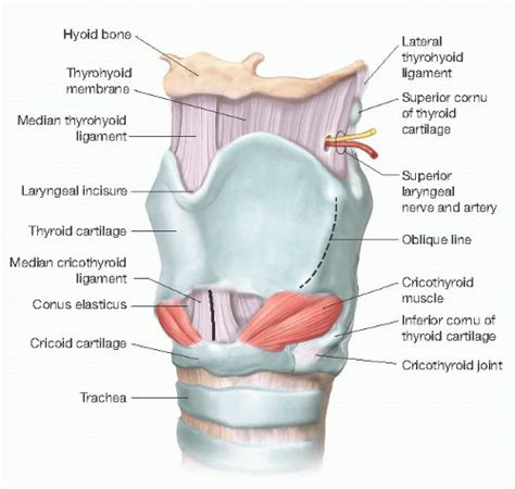 Cricothyroidotomy Basicmedical Key